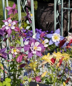 100 Dwarf Columbine Mix Flower Seeds - Aquilegia Vulgaris Mixed Colors - Image 5