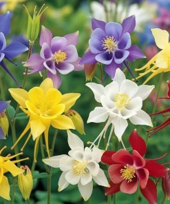 100 Dwarf Columbine Mix Flower Seeds - Aquilegia Vulgaris Mixed Colors - Image 6
