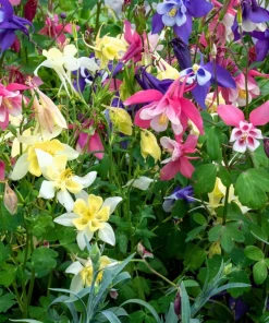 100 Dwarf Columbine Mix Flower Seeds - Aquilegia Vulgaris Mixed Colors - Image 7