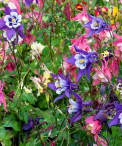 100 Dwarf Columbine Mix Flower Seeds - Aquilegia Vulgaris Mixed Colors - Image 8