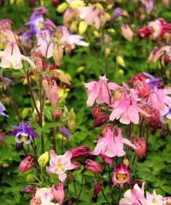 100 Dwarf Columbine Mix Flower Seeds - Aquilegia Vulgaris Mixed Colors - Image 9