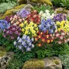 100 Dwarf Columbine Mix Flower Seeds - Aquilegia Vulgaris Mixed Colors - Image 1