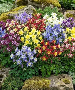 100 Dwarf Columbine Mix Flower Seeds - Aquilegia Vulgaris Mixed Colors - Image 1