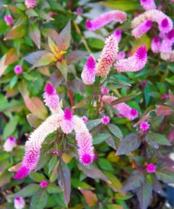 100 Flamingo Feather Celosia Spicata Seeds - Pink & White Flowers - Image 10
