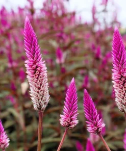 100 Flamingo Feather Celosia Spicata Seeds - Pink & White Flowers - Image 2