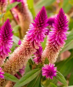 100 Flamingo Feather Celosia Spicata Seeds - Pink & White Flowers - Image 3