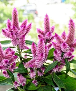 100 Flamingo Feather Celosia Spicata Seeds - Pink & White Flowers - Image 4