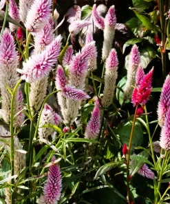 100 Flamingo Feather Celosia Spicata Seeds - Pink & White Flowers - Image 5