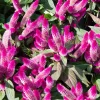 100 Flamingo Feather Celosia Spicata Seeds - Pink & White Flowers - Image 1