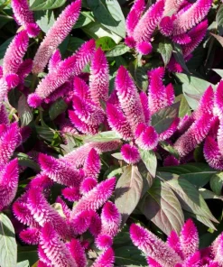 100 Flamingo Feather Celosia Spicata Seeds - Pink & White Flowers - Image 1