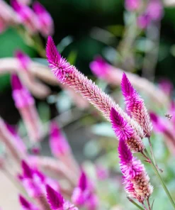 100 Flamingo Feather Celosia Spicata Seeds - Pink & White Flowers - Image 6