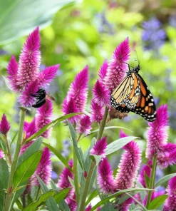 100 Flamingo Feather Celosia Spicata Seeds - Pink & White Flowers - Image 7