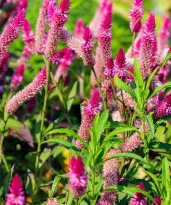 100 Flamingo Feather Celosia Spicata Seeds - Pink & White Flowers - Image 8