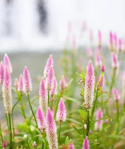 100 Flamingo Feather Celosia Spicata Seeds - Pink & White Flowers - Image 9