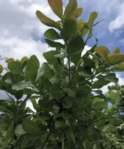 100 Fresh Organic Cashew Leaves for Tea & Culinary Use - Image 2