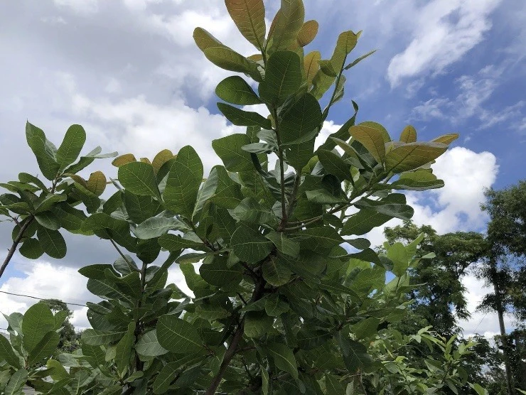 100 Fresh Organic Cashew Leaves for Tea & Culinary Use - Image 2