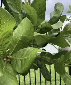 100 Fresh Organic Cashew Leaves for Tea & Culinary Use - Image 3