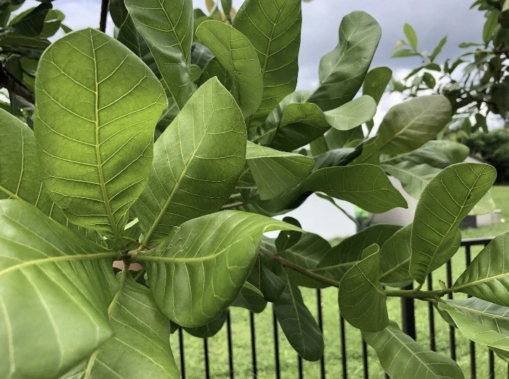 100 Fresh Organic Cashew Leaves for Tea & Culinary Use - Image 3