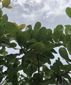 100 Fresh Organic Cashew Leaves for Tea & Culinary Use - Image 4