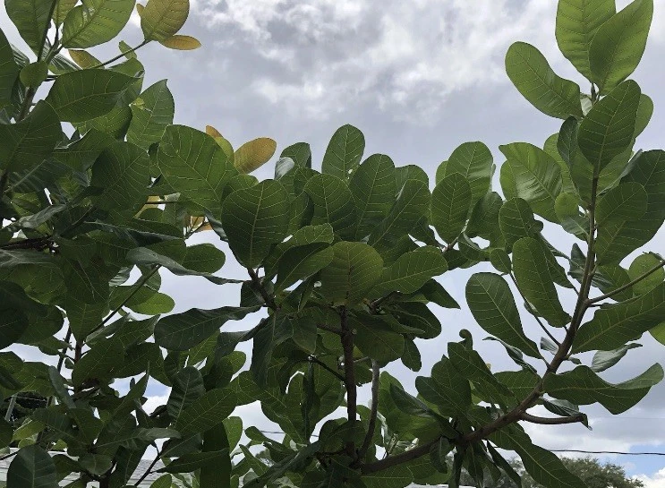 100 Fresh Organic Cashew Leaves for Tea & Culinary Use - Image 4