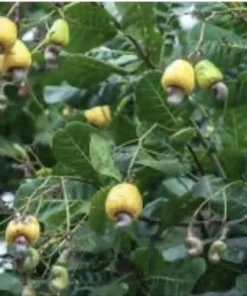 100 Fresh Organic Cashew Leaves for Tea & Culinary Use - Image 5