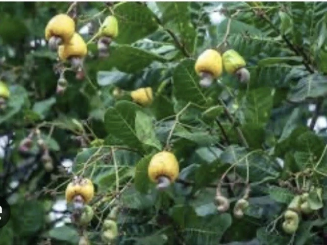 100 Fresh Organic Cashew Leaves for Tea & Culinary Use - Image 5
