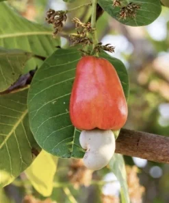 100 Fresh Organic Cashew Leaves for Tea & Culinary Use - Image 6