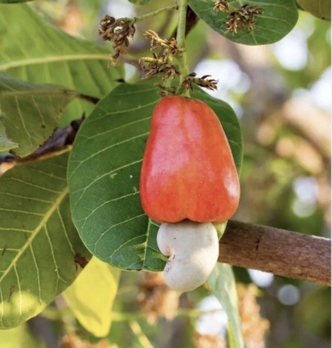 100 Fresh Organic Cashew Leaves for Tea & Culinary Use - Image 6