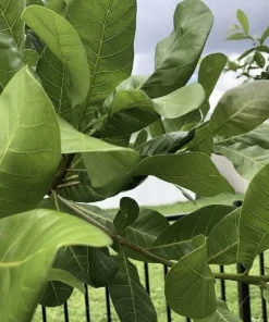 100 Fresh Organic Cashew Leaves for Tea & Culinary Use - Image 7