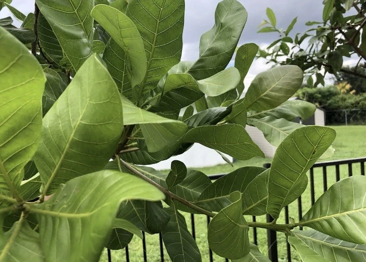 100 Fresh Organic Cashew Leaves for Tea & Culinary Use - Image 7