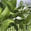 100 Fresh Organic Cashew Leaves for Tea & Culinary Use - Image 1