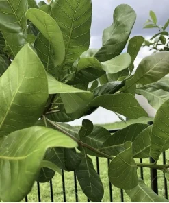 100 Fresh Organic Cashew Leaves for Tea & Culinary Use - Image 1