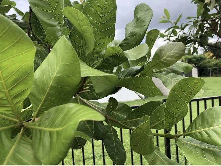 100 Fresh Organic Cashew Leaves for Tea & Culinary Use - Image 1