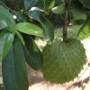 100 Fresh Soursop Graviola Leaves - Organic Annona Muricata Herb - Image 1