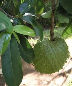 100 Fresh Soursop Graviola Leaves - Organic Annona Muricata Herb - Image 1