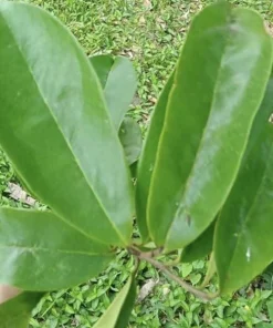 100 Fresh Soursop Graviola Leaves - Organic Annona Muricata Herb - Image 2