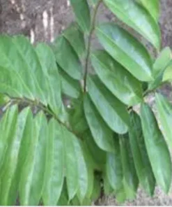 100 Fresh Soursop Graviola Leaves - Organic Annona Muricata Herb - Image 3