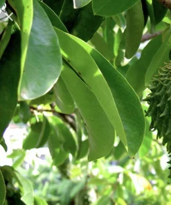 100 Fresh Soursop Graviola Leaves - Organic Annona Muricata Herb - Image 4