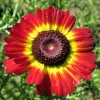 100 German Flag Daisy Seeds – Tricolor Painted Chrysanthemum Carinatum - Image 1