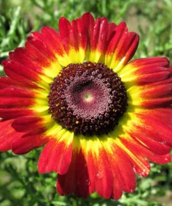 100 German Flag Daisy Seeds – Tricolor Painted Chrysanthemum Carinatum - Image 1