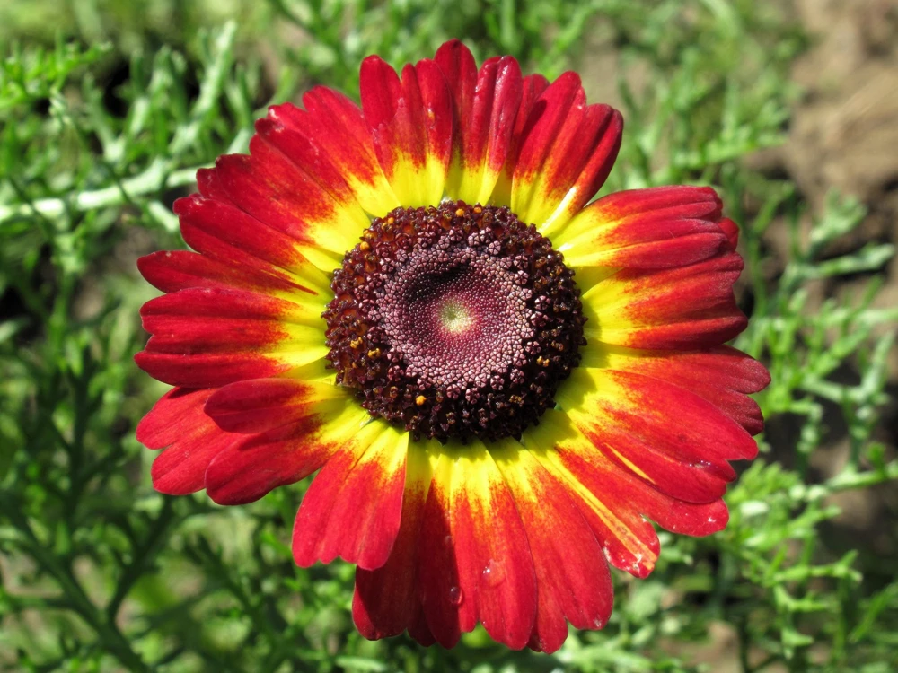100 German Flag Daisy Seeds – Tricolor Painted Chrysanthemum Carinatum - Image 1