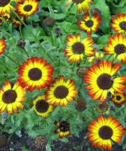 100 German Flag Daisy Seeds – Tricolor Painted Chrysanthemum Carinatum - Image 2