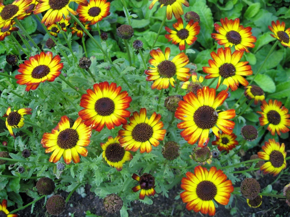 100 German Flag Daisy Seeds – Tricolor Painted Chrysanthemum Carinatum - Image 2