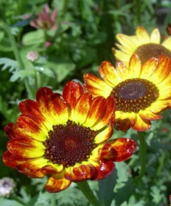 100 German Flag Daisy Seeds – Tricolor Painted Chrysanthemum Carinatum - Image 3