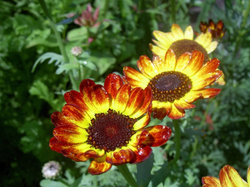 100 German Flag Daisy Seeds – Tricolor Painted Chrysanthemum Carinatum - Image 3