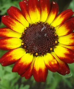 100 German Flag Daisy Seeds – Tricolor Painted Chrysanthemum Carinatum - Image 4