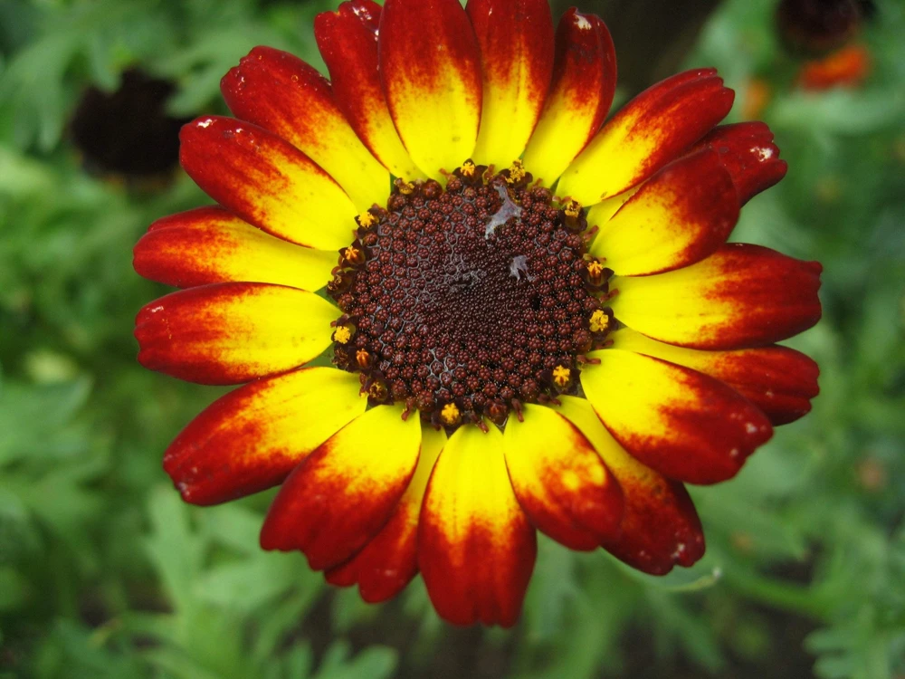 100 German Flag Daisy Seeds – Tricolor Painted Chrysanthemum Carinatum - Image 4