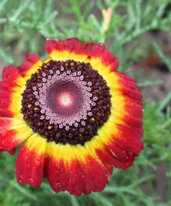 100 German Flag Daisy Seeds – Tricolor Painted Chrysanthemum Carinatum - Image 5