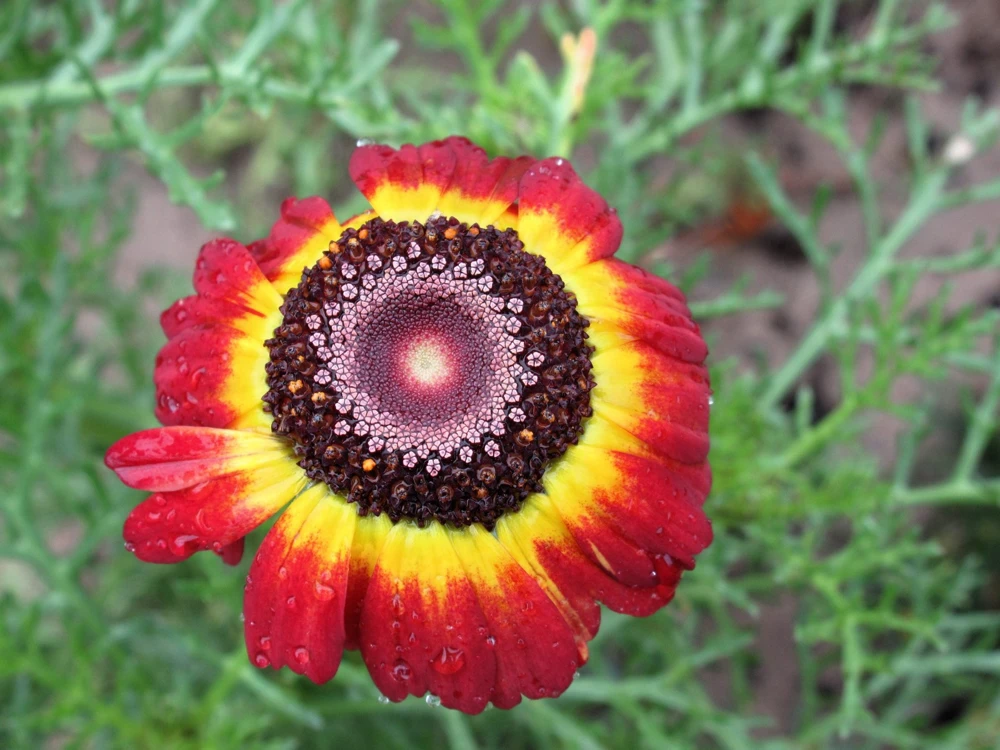 100 German Flag Daisy Seeds – Tricolor Painted Chrysanthemum Carinatum - Image 5