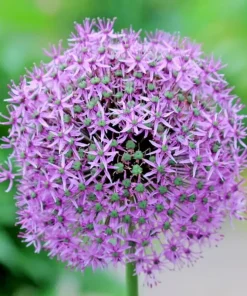 100 Giant Allium Giganteum Seeds - Edible Onion Flower Herb Plant - Image 2